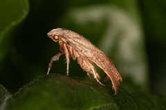 Tortricopsis pyroptis