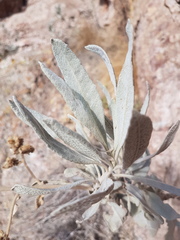 Eriodictyon tomentosum