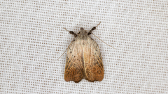 Tortricopsis pyroptis