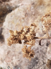 Eriodictyon tomentosum