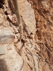 Eriodictyon tomentosum