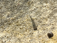 Blenniiformes