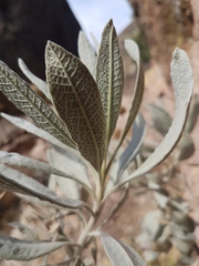 Eriodictyon tomentosum