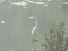 Ardea intermedia