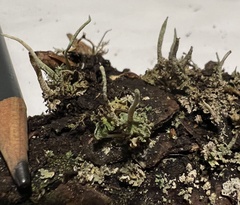 Cladonia ochrochlora