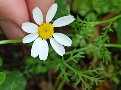 Anthemis arvensis