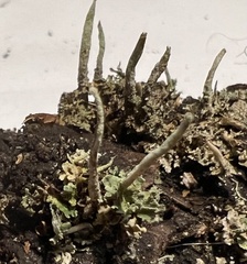 Cladonia ochrochlora