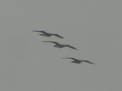 Phalacrocorax fuscicollis