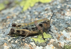 Cophopodisma pyrenaea