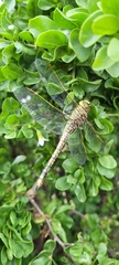 Anax papuensis