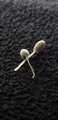 Mycena piringa