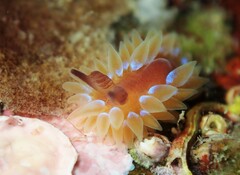 Caldukia rubiginosa