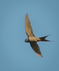 Cypsiurus parvus