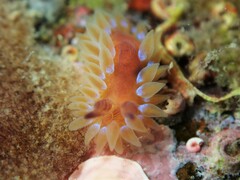 Caldukia rubiginosa