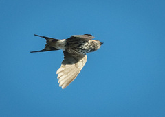 Cecropis abyssinica