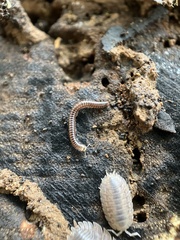 Ommatoiulus moreleti