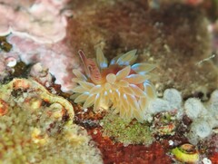 Caldukia rubiginosa