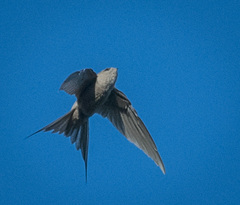 Cypsiurus parvus