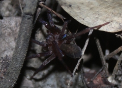Anachemmis