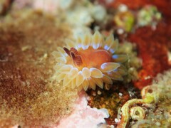 Caldukia rubiginosa