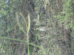 Curruca curruca curruca