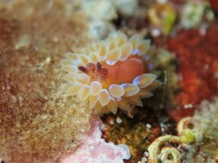 Caldukia rubiginosa