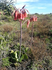 Cotyledon orbiculata oblonga