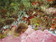 Caldukia rubiginosa