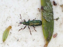 Rhicnobelus metallicus
