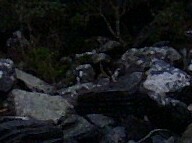 Eudyptes pachyrhynchus