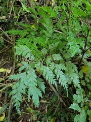 Pteris macilenta