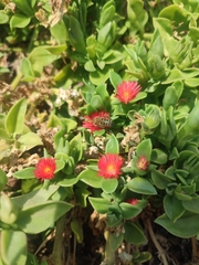 Mesembryanthemum cordifolium