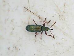 Rhicnobelus metallicus