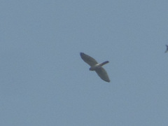Accipiter badius