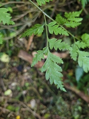 Pteris macilenta