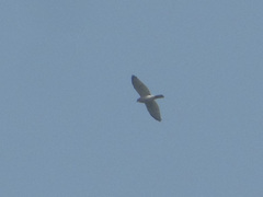 Accipiter badius