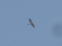 Accipiter badius