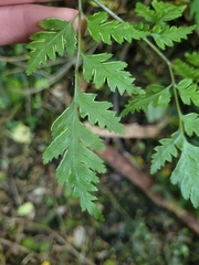 Pteris macilenta