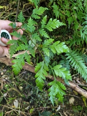 Pteris macilenta