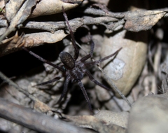 Anachemmis