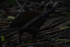 Megapodius reinwardt