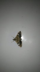 Agrioglypta itysalis