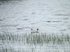 Poliocephalus poliocephalus