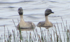 Poliocephalus poliocephalus