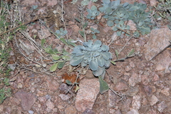 Physaria vitulifera