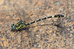Austrogomphus cornutus