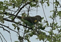 Poicephalus meyeri transvaalensis