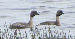 Poliocephalus poliocephalus