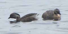 Poliocephalus poliocephalus