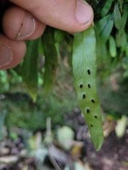 Loxogramme dictyopteris